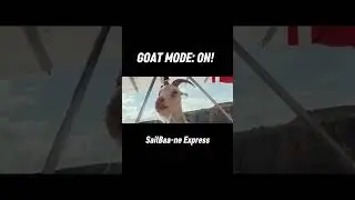 Hilarious Flying Goat | Real Footage You Must See