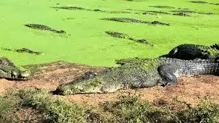 So many crocs, Malcolm Douglas Crocodile Park, Broome, Kimberley, Western Australia, Australia