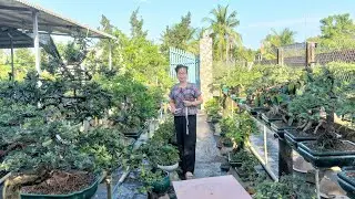 Bonsai gi&aacute; rẻ LH.ZALO 0336875979 /18/11