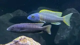 2 new African Cichlids join the big predator Hap tank and they&rsquo;re stunning