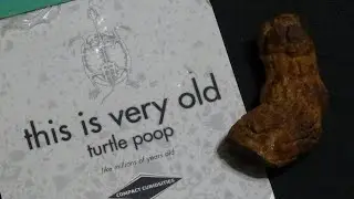 Giant Turtle Poop Fossil! - Coprolite with Safari Sam