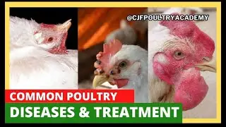 5 Common Poultry Disease and Treatment