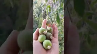 Арида плод | Arida Frucht #plants #растения #pflanzen #passiflora #пассифлора