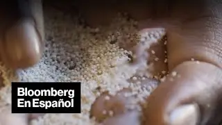 Este grano resistente a la sequ&iacute;a podr&iacute;a alimentar a un mundo m&aacute;s c&aacute;lido | Bloomberg en Espa&ntilde;ol