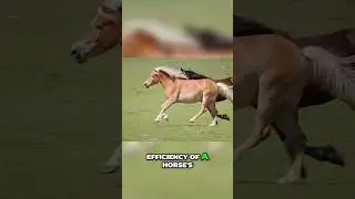 The Incredible Heart of a Horse: Nature's Powerhouse