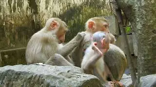 They are lovely monkey Sovana team