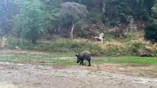 Encountering a Wild Boar while Hiking on Mount Parnitha, Greece