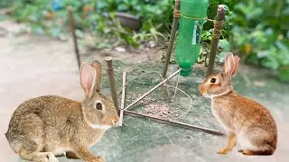 Easy Making Quick Pigeon Trap From village  - Really Unique Bird Trap#birdtrap#quick#35#rabbit