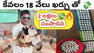 18 వేలు ఖర్చు తో 2 లక్షలు 💸 సంపాదన 🐓 natu kollu farming telugu #business