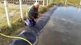 Peces viviendo como Reyes