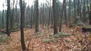 Tree rats snacking