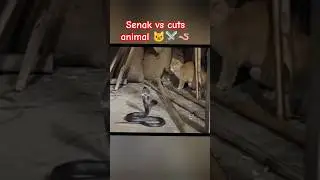 Senak vs cut animal 🪱⚔️🐱 #shortvideo #animals #war