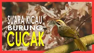 1 Jam Durasi Suara Burung Cucak