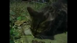 Cat caught mouse. The power of instincts