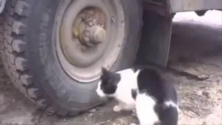 Incredible sniffing cat catches hidden mouse