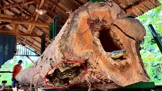 Mystery of the death the king of the jungle in middle of Australian timber factory || Sawmill