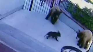 Feisty French bulldog chases bears away from Calif. home