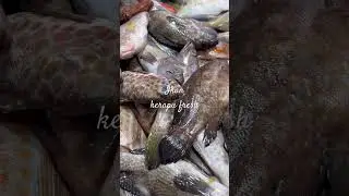 Ikan batu #fish #sandakan #fishing #food