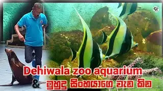 දෙහිවල සත්ව උද්‍යානයේ මින්මැදුර සහ මුහුදු සිංහයාගෙ වැඩ කිඩ /  Dehiwala zoo aquarium  🇱🇰