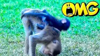WOW! Why Hate Baby Monkey, Don't Hit Me Mother and Brother