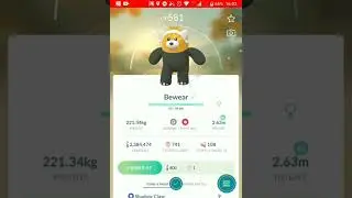 Evolve the shiny Bewear in Community Day!