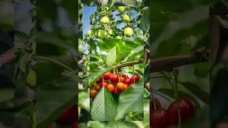 Je kunt het resultaat bewonderen: de nieuwe website van Boomkwekerij Fleuren staat live ✨