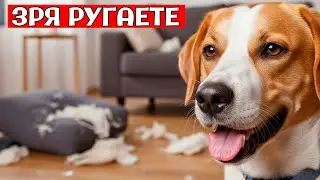 Как Собаки ПРОСЯТ ПРОЩЕНИЯ На САМОМ ДЕЛЕ