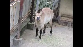 2025November13 Przewalski's horse @ Tama Zoological Park