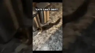 Drifting Cats 💀 | #animals #cats #shorts