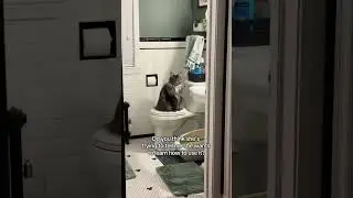 It is time. #cat #funny #mainecoon #kitten #catthoughts