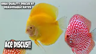 Exotic Discus at reasonable price | ACE DISCUS | Best quality Discus