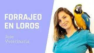 Forrajeo En LOROS ¿Porqué es importante? - Jose Veterinaria Etóloga de Aves