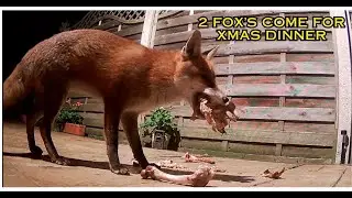2 FOXS FOR XMAS DINNER