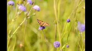 Devil's bit Scabious
