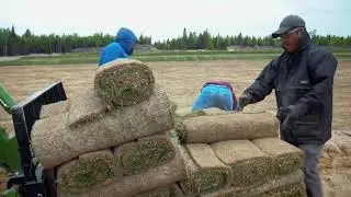 Enherbement des digues en cannebergi&egrave;re