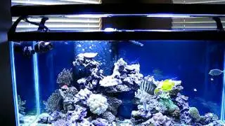 90 GAL WITH METAL HALIDE SHIMMER AFFECT .AVI