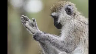 Opposable Thumbs