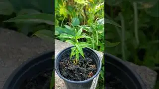 Growing Peach Trees from Seed 🍑 #organic #fruit #planting #seeds