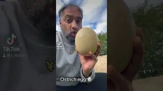 Ostrich egg vs Chicken egg🥚#ostrich #chicken #egg #size #science #sciencefacts #ostrichegg #biology