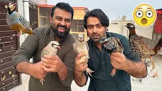 Mini Zoo Main Chakor Or Kala Teetar A Gaye Surprise😍