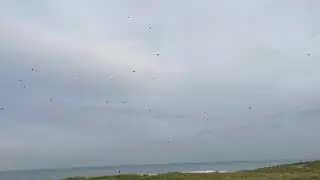Redwing migration, De Banken, 13-10-2020