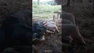 Piglets Breastfeeding🥰 #piglet #videoshort #reels