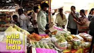 Varieties of mangoes for sale during International mango festival in Delhi