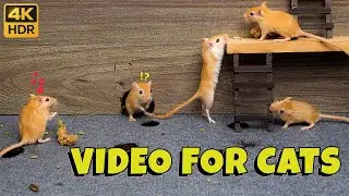 Cat TV 😺 Mice Hide and Seek, Peekaboo & Ladder-Climb Fun | 8 Hours 4K HDR Video for Curious Cats