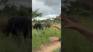 Close observation of the herd of buffalo on Imire is very important! 🦬🌍