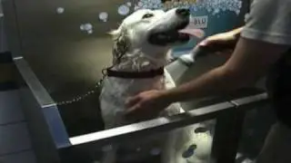 K9000 Coin Operated Self Serve Dog Wash