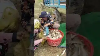 OMG traditional fishing in dry season #fishing #traditionalhookfishing #fish #shorts #cooking