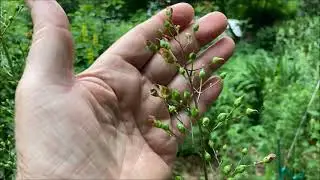 FIGWORT