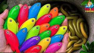 Catch beautiful aquarium fish in small pond baby turtles, eel, frog, ranchu fish, koi, molly fish..