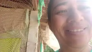 Minha galinha poedeiras acho que vou vende